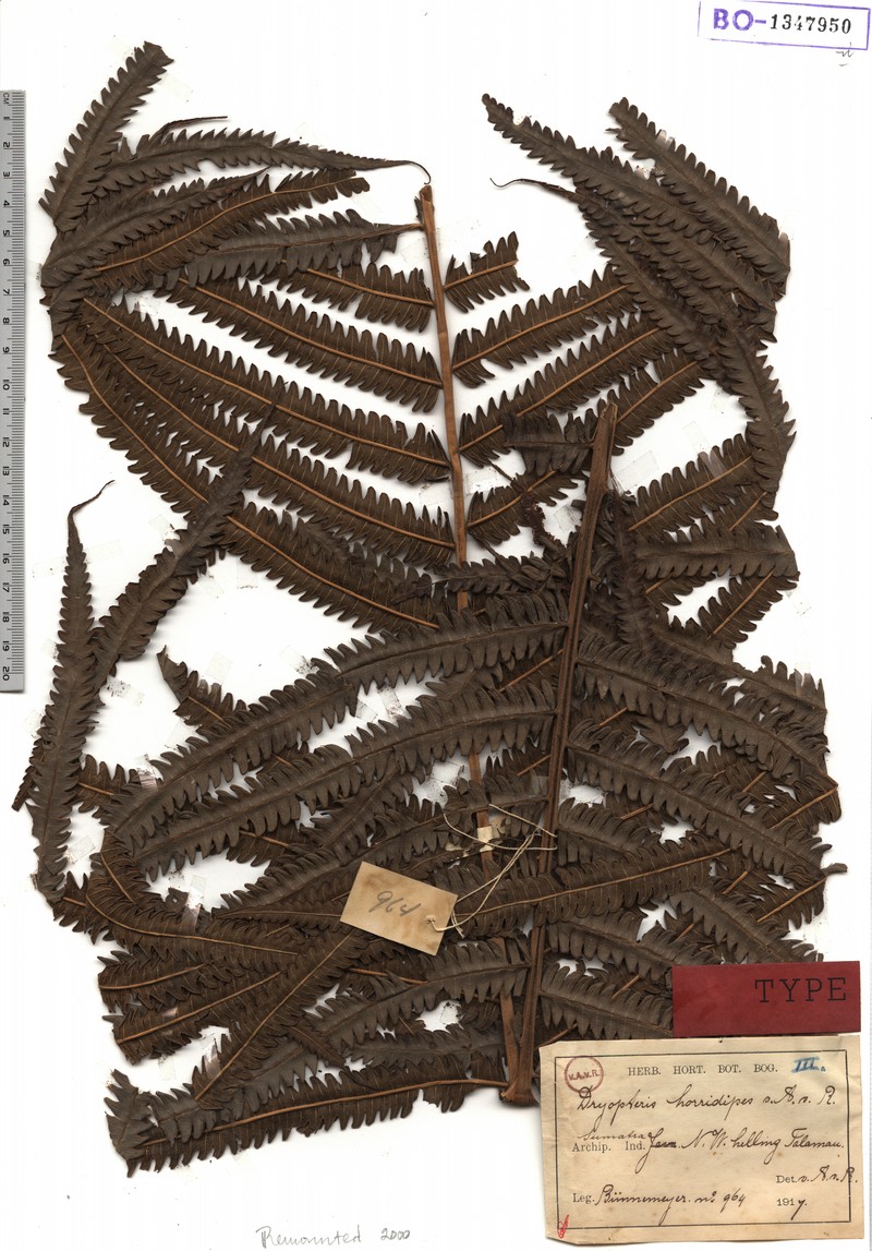 Thelypteris horridipes