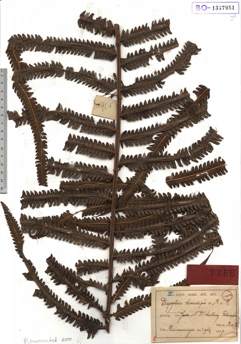 Thelypteris horridipes photo 2