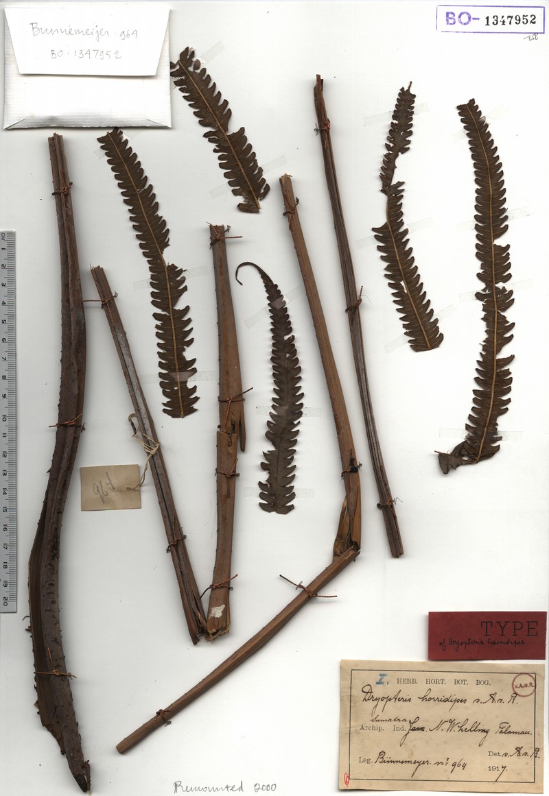 Thelypteris horridipes photo 3
