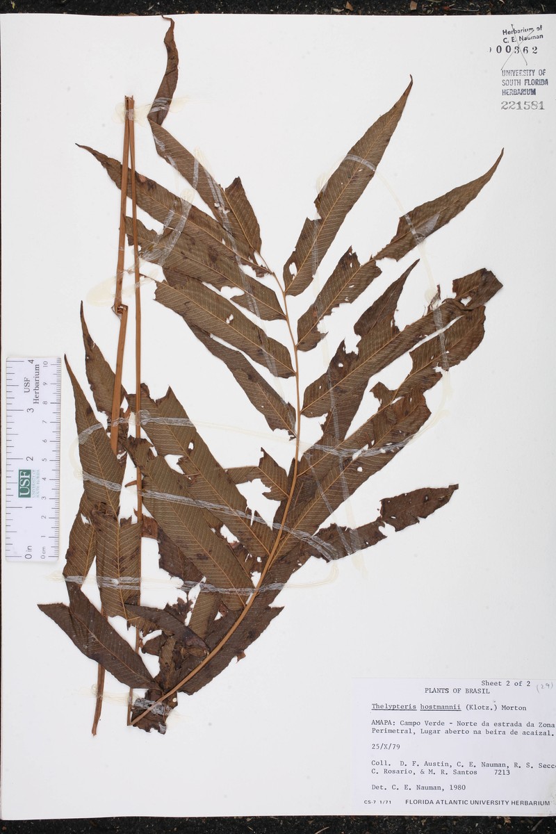 Thelypteris hostmannii