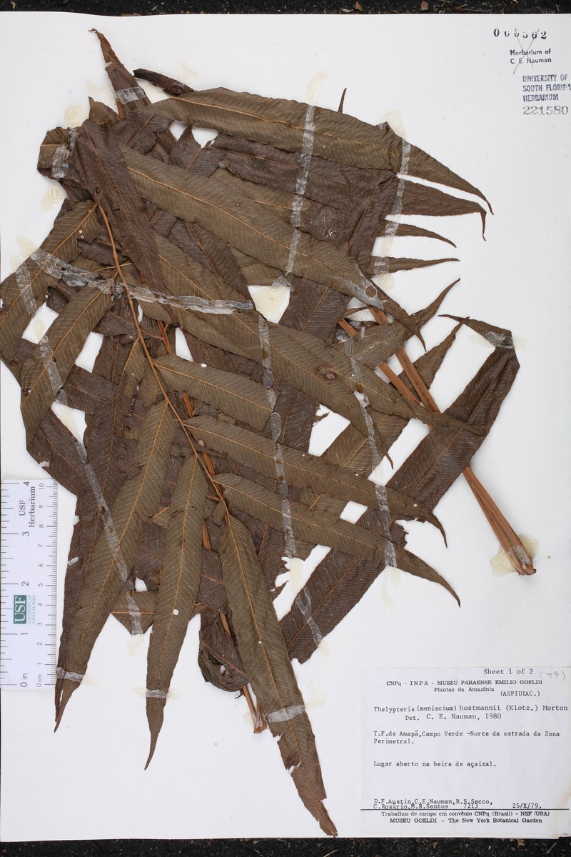 Thelypteris hostmannii photo 2