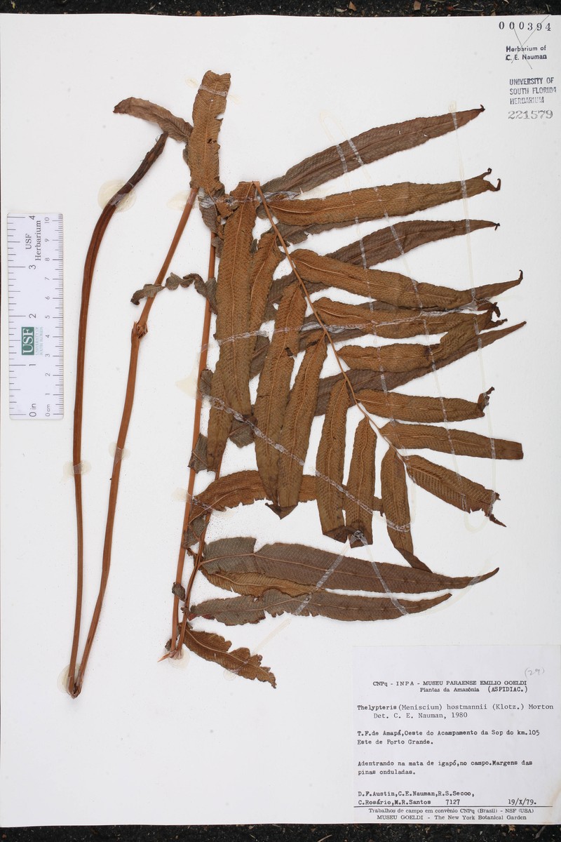 Thelypteris hostmannii photo 3