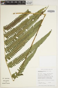 Hudson's Air Fern