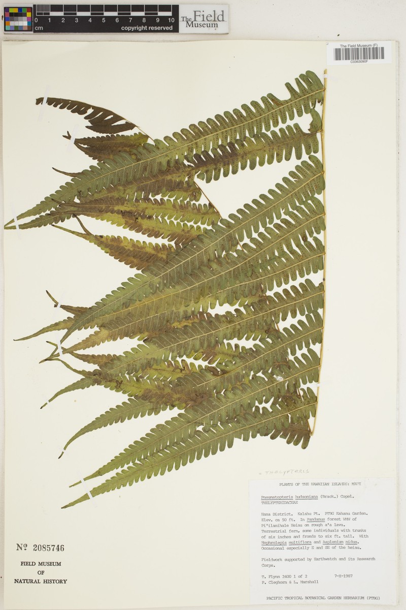 Hudson's Air Fern photo 2