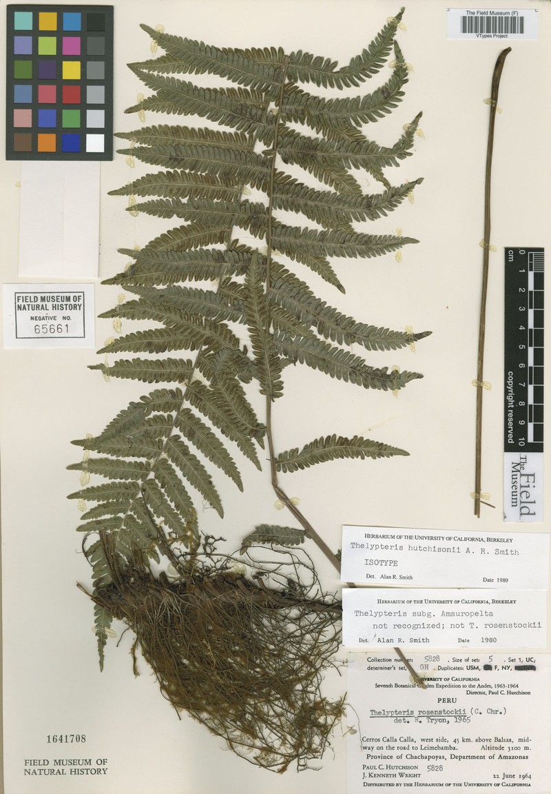 Thelypteris hutchisonii
