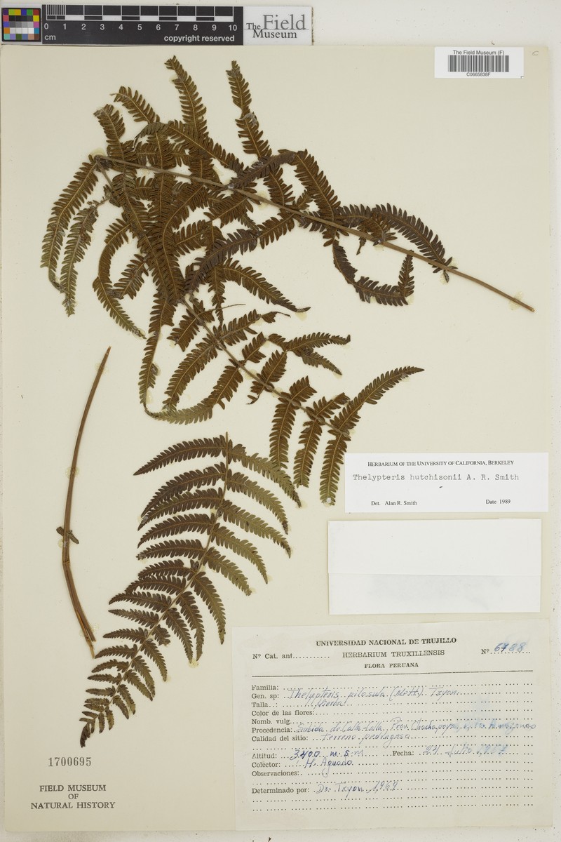 Thelypteris hutchisonii photo 2
