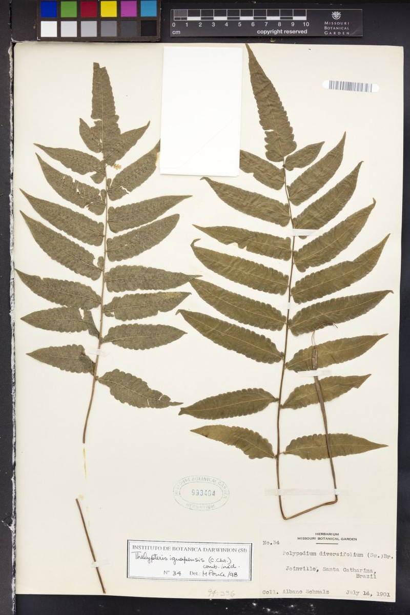 Thelypteris iguapensis