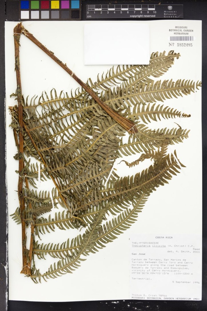 Thelypteris illicita