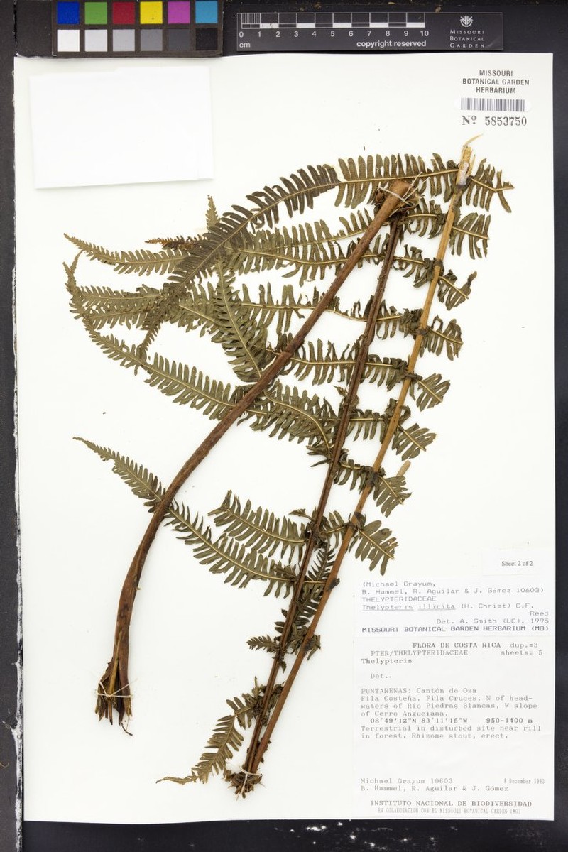 Thelypteris illicita photo 2