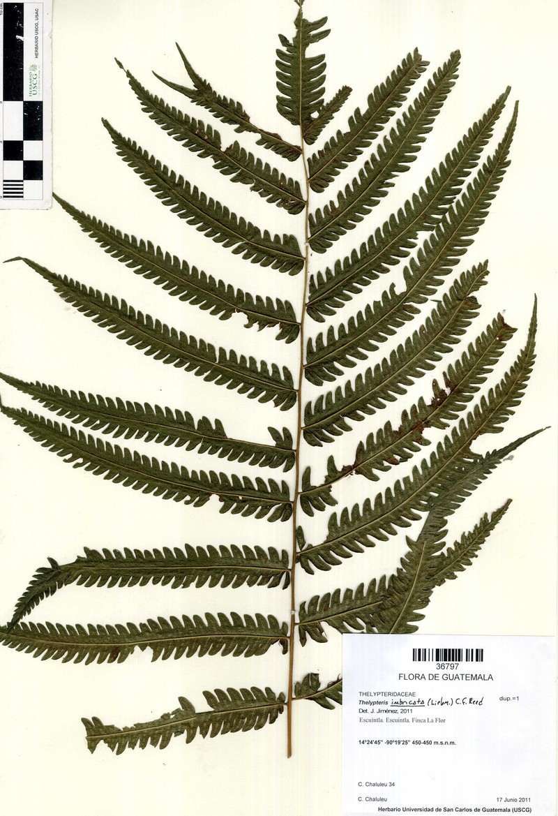 Thelypteris imbricata