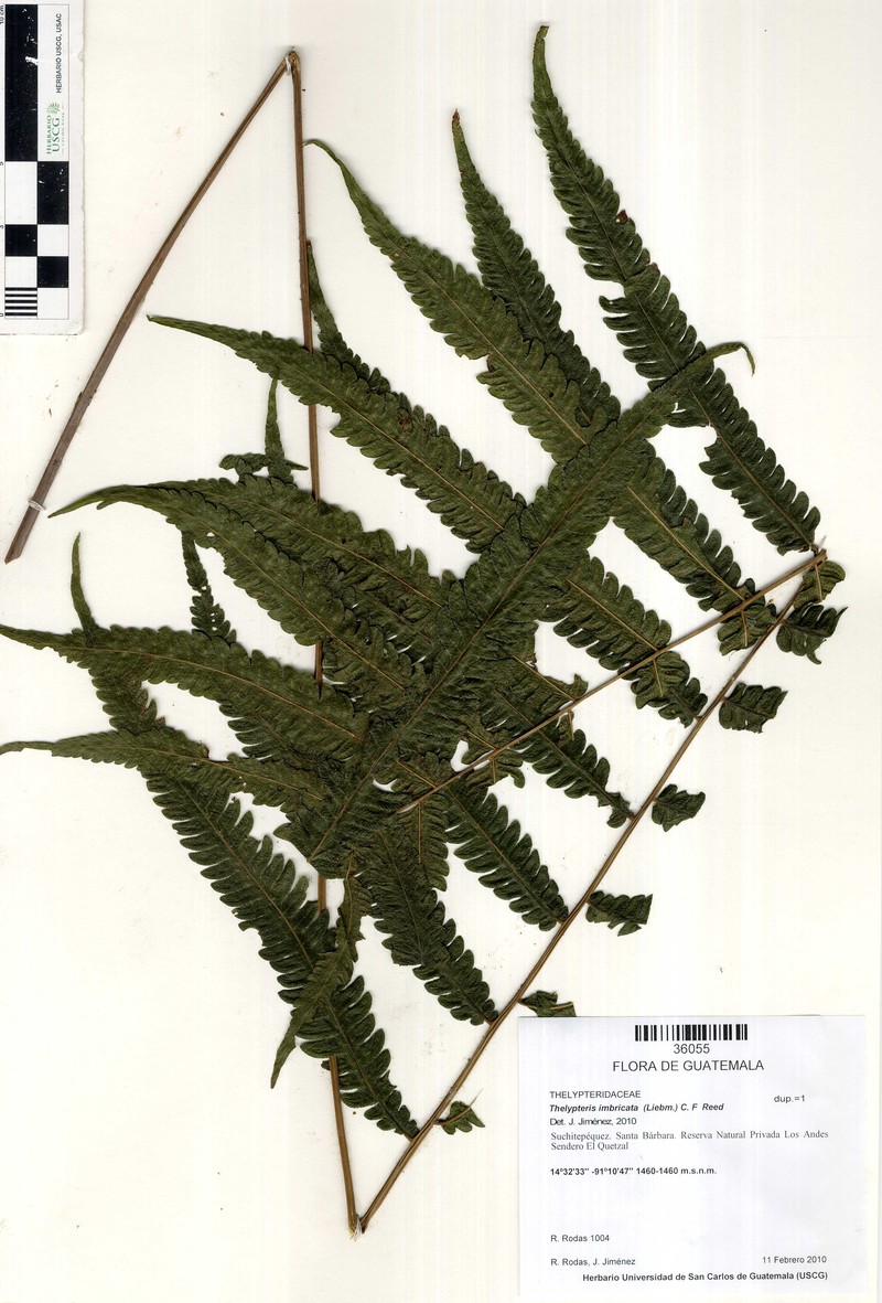 Thelypteris imbricata photo 2