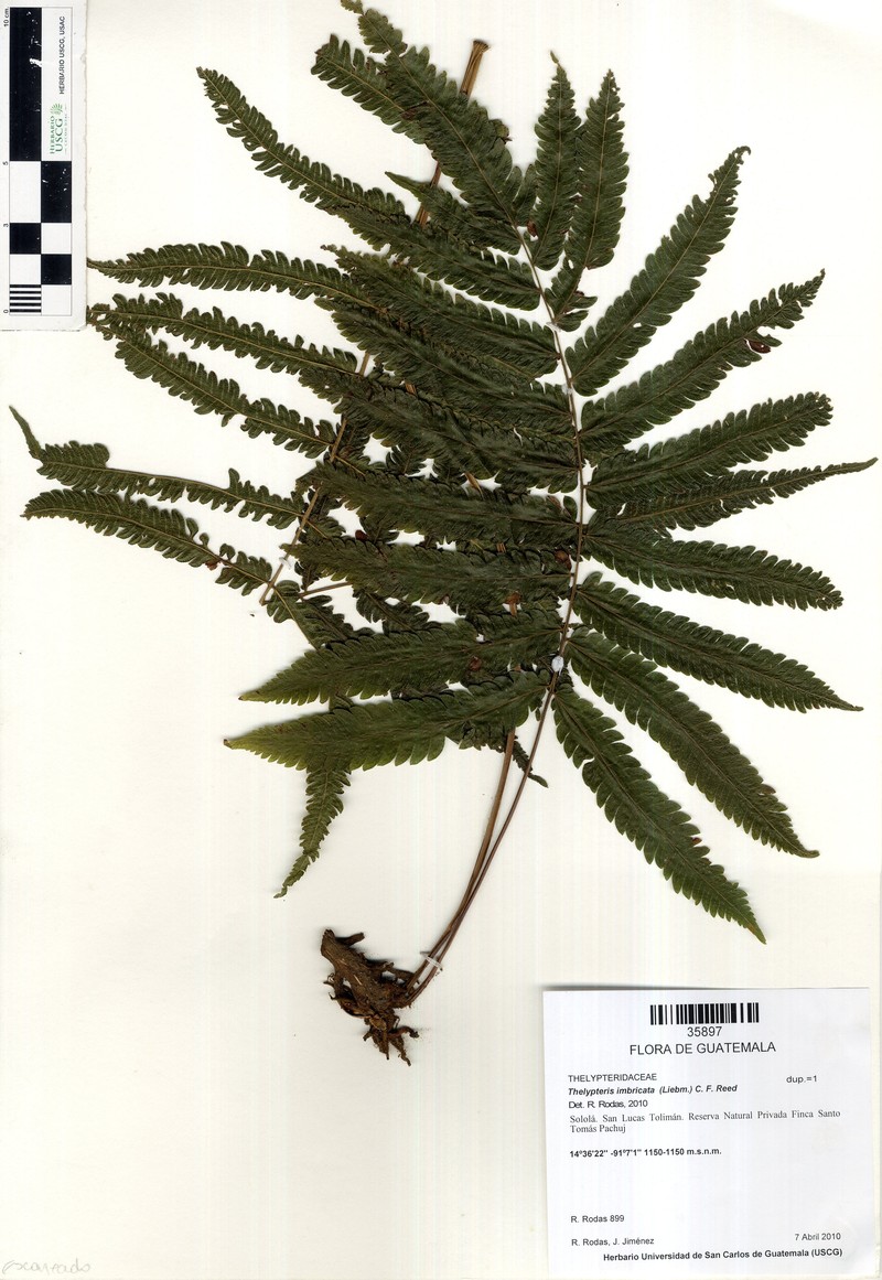 Thelypteris imbricata photo 3