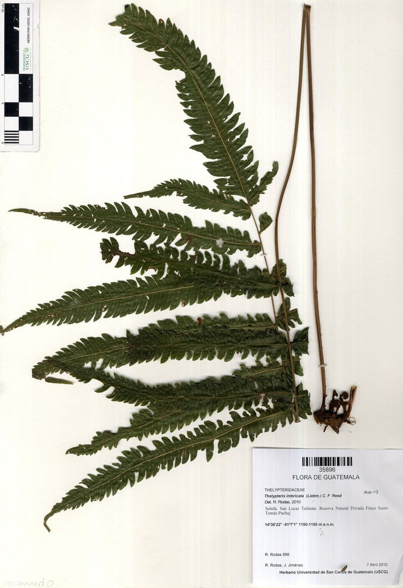 Thelypteris imbricata photo 4