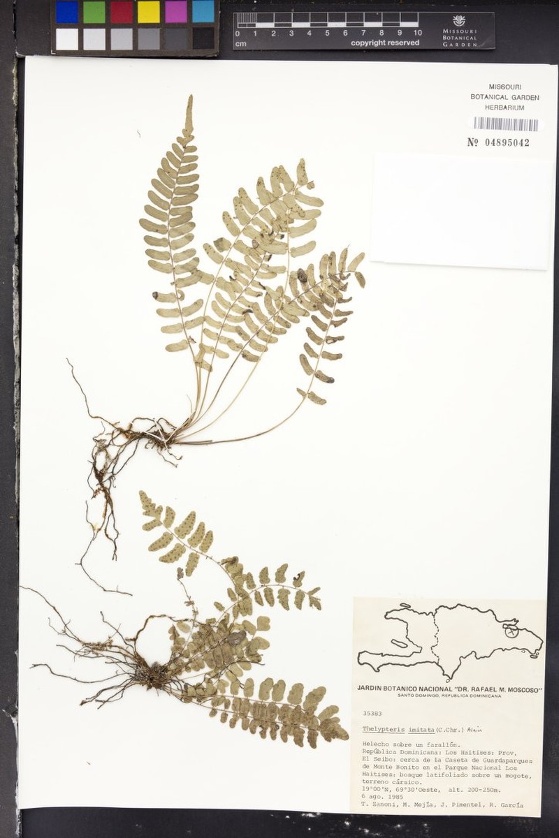 Thelypteris imitata