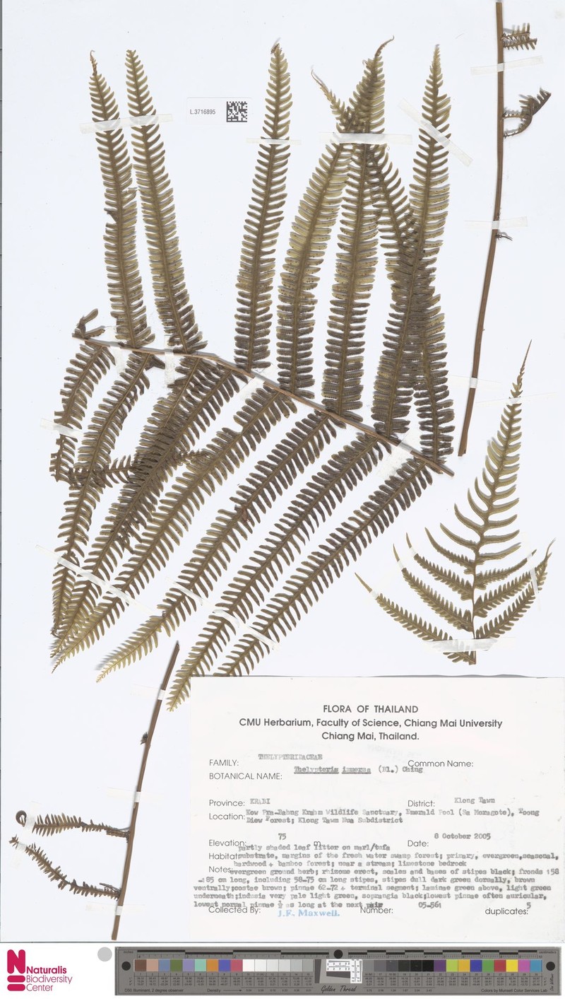 Thelypteris immersa