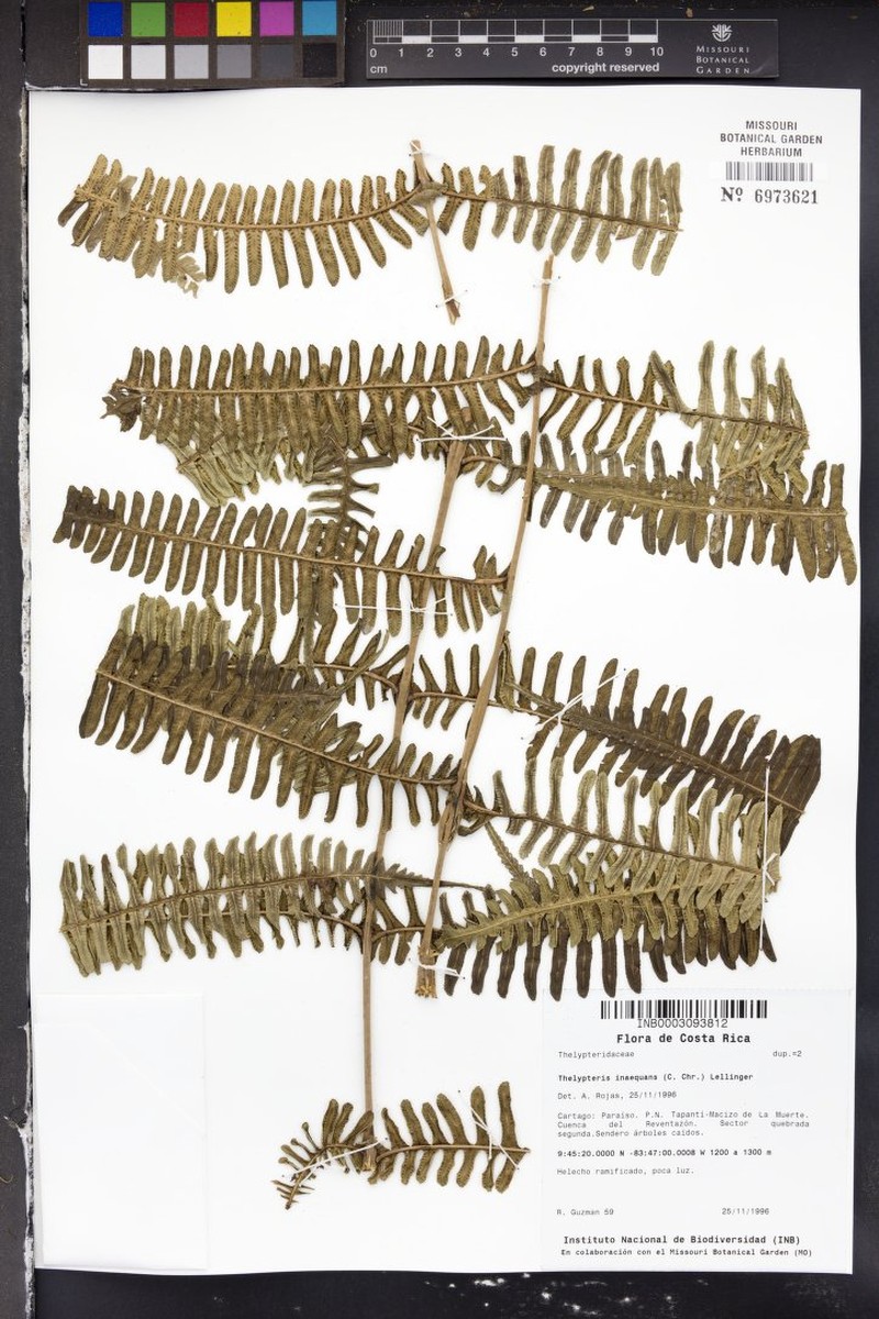 Thelypteris inaequans