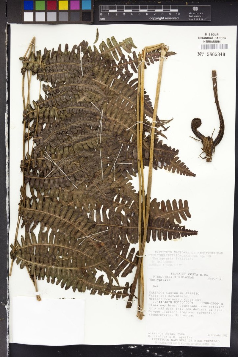 Thelypteris inaequans photo 2