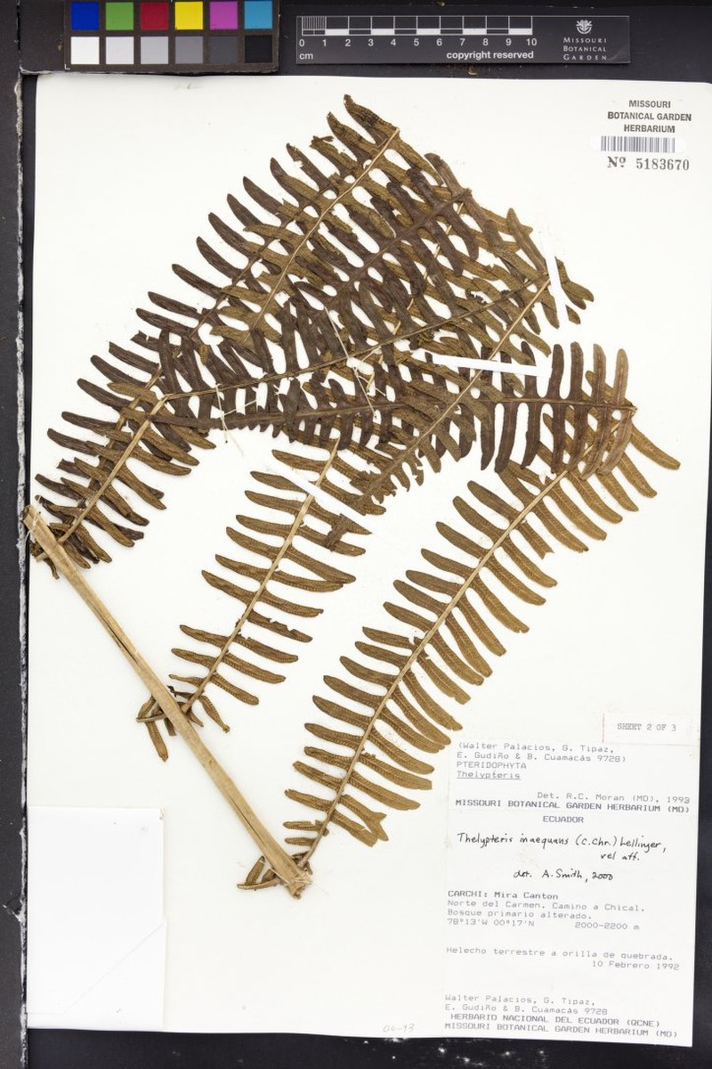 Thelypteris inaequans photo 3