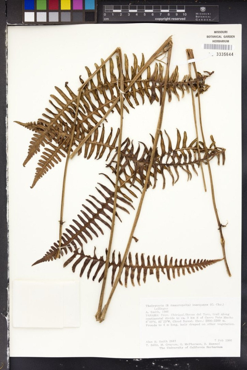 Thelypteris inaequans photo 4