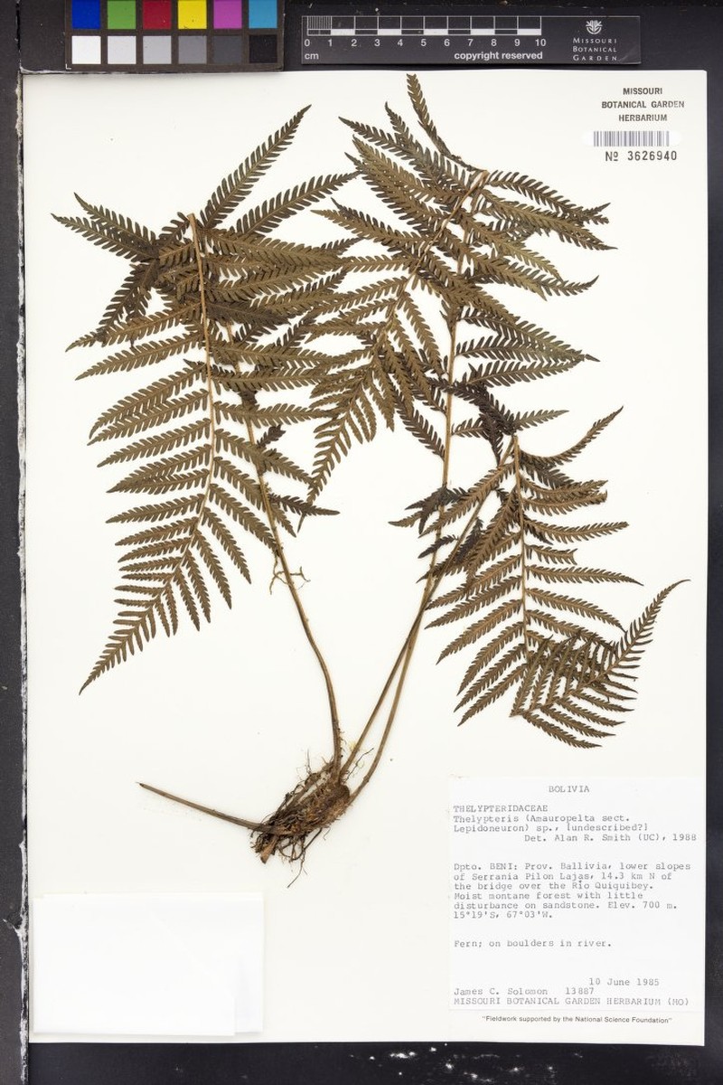 Thelypteris inaequilateralis