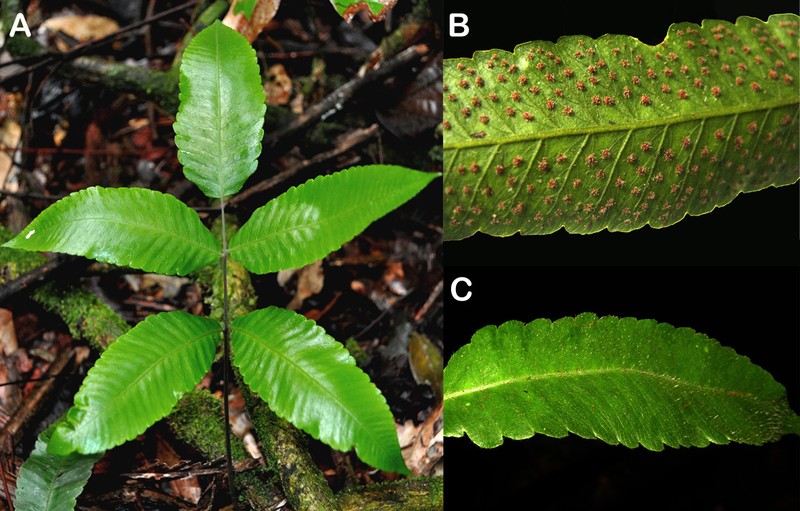 Thelypteris indusiata