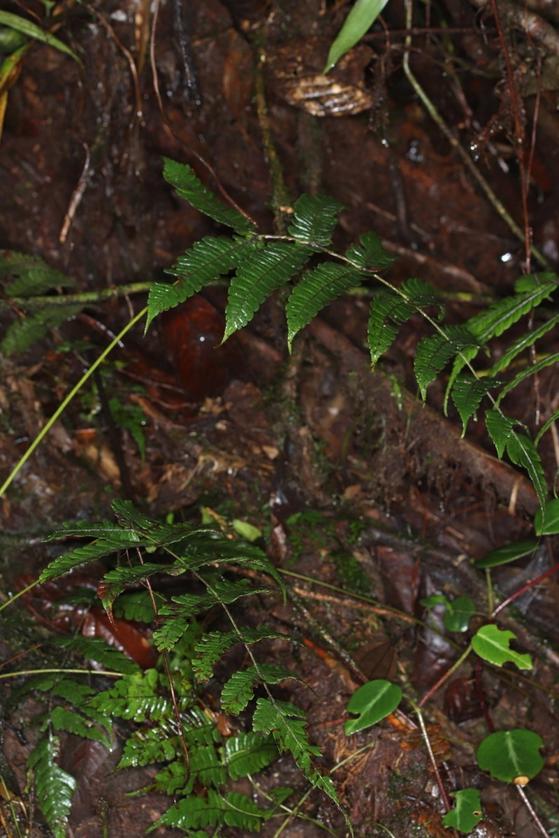 Thelypteris insignis
