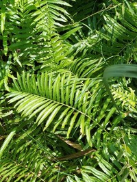 Willdenow's Maiden Fern