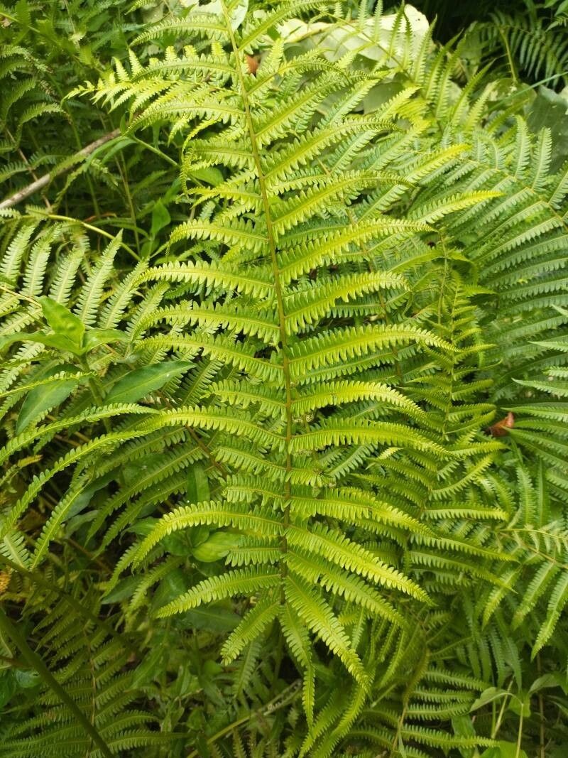Willdenow's Maiden Fern photo 2