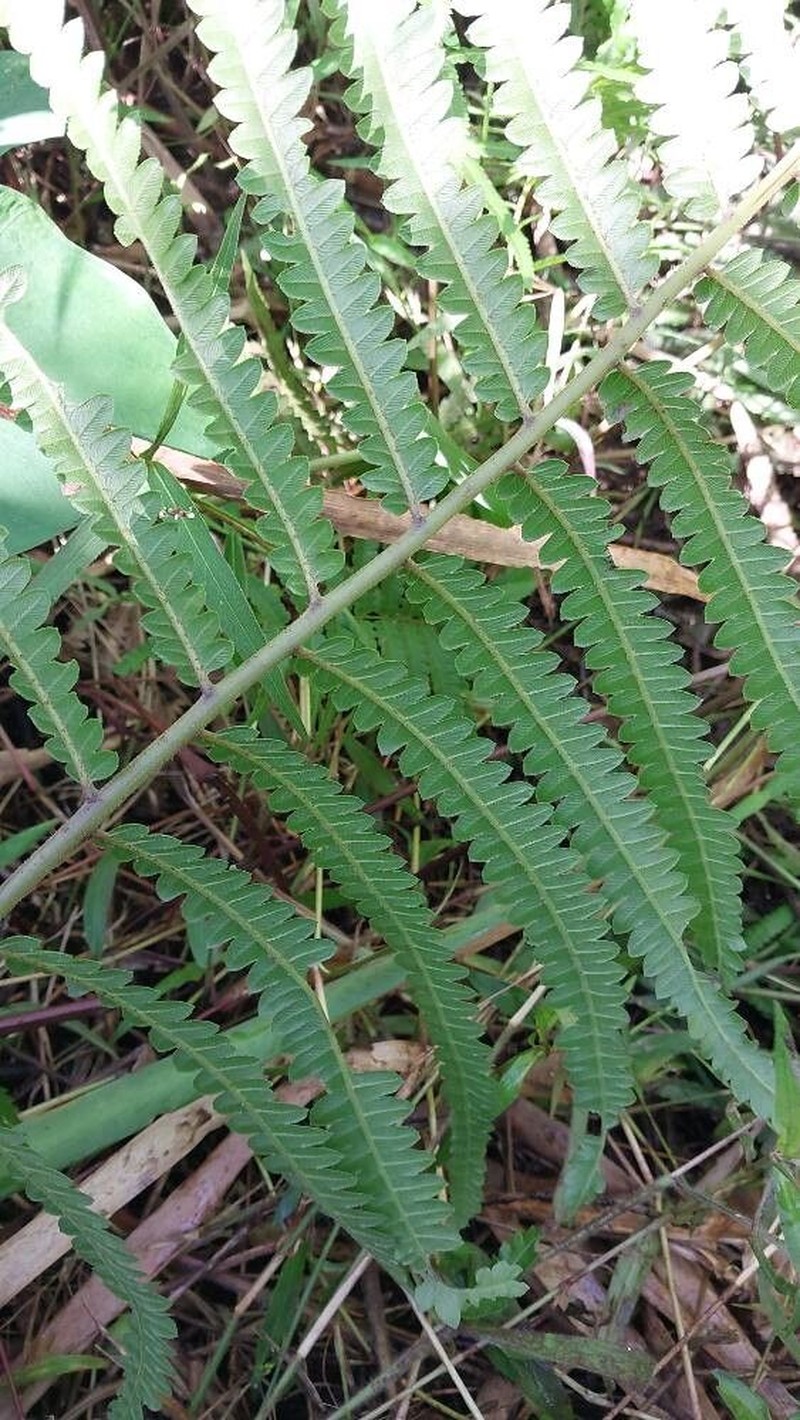 Willdenow's Maiden Fern photo 3