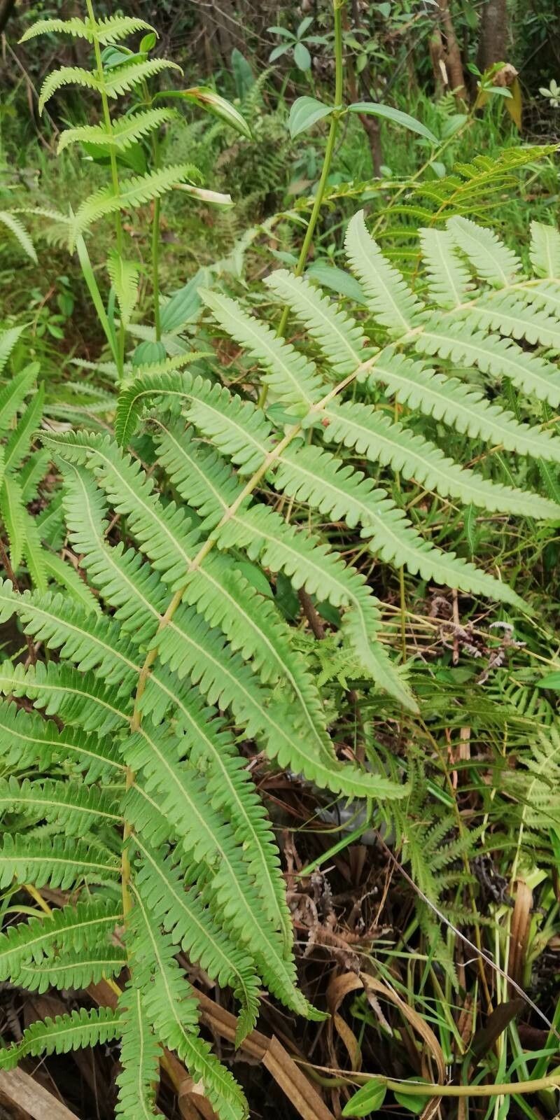 Willdenow's Maiden Fern photo 4