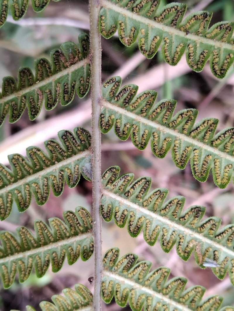 Willdenow's Maiden Fern photo 5