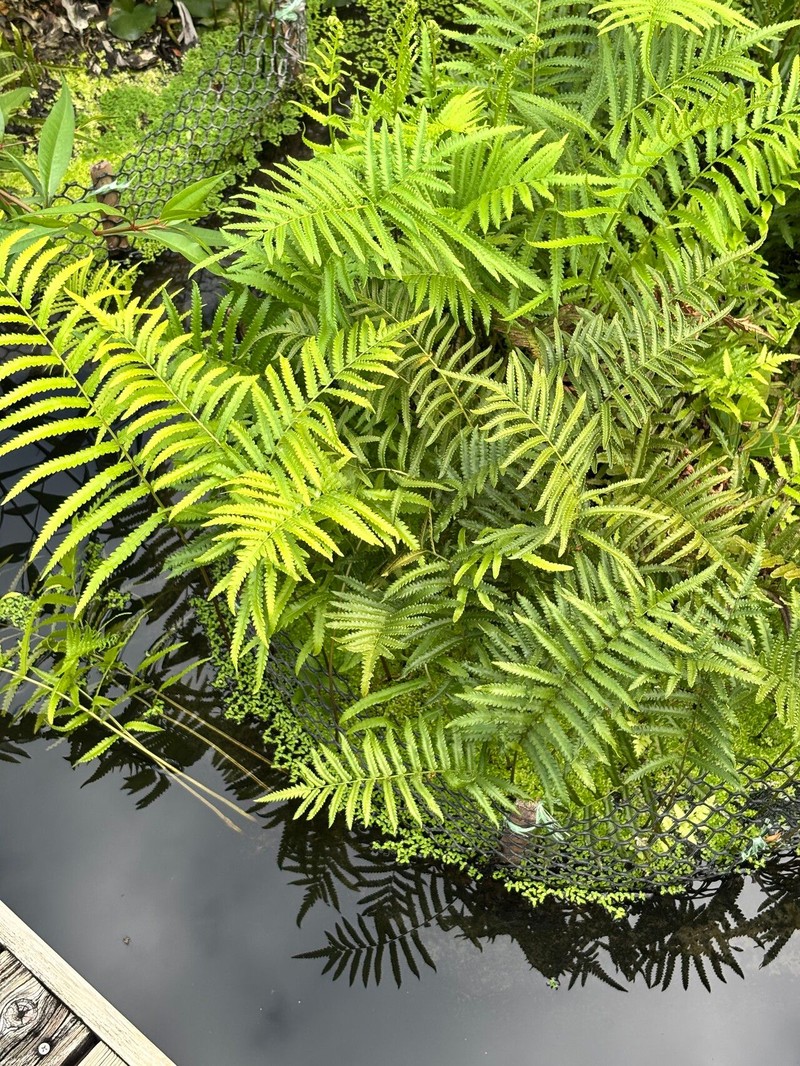 Willdenow's Maiden Fern photo 6