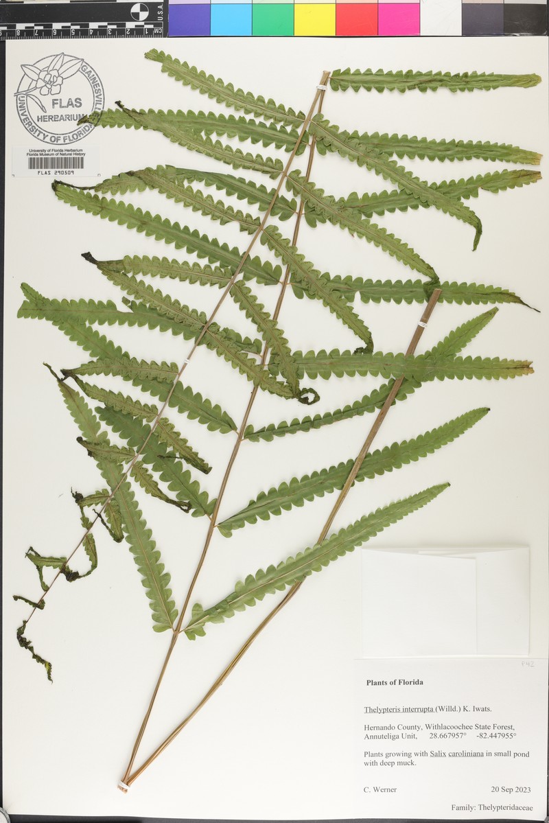 Willdenow's Maiden Fern photo 7