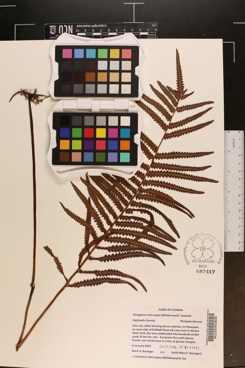 Willdenow's Maiden Fern photo 8
