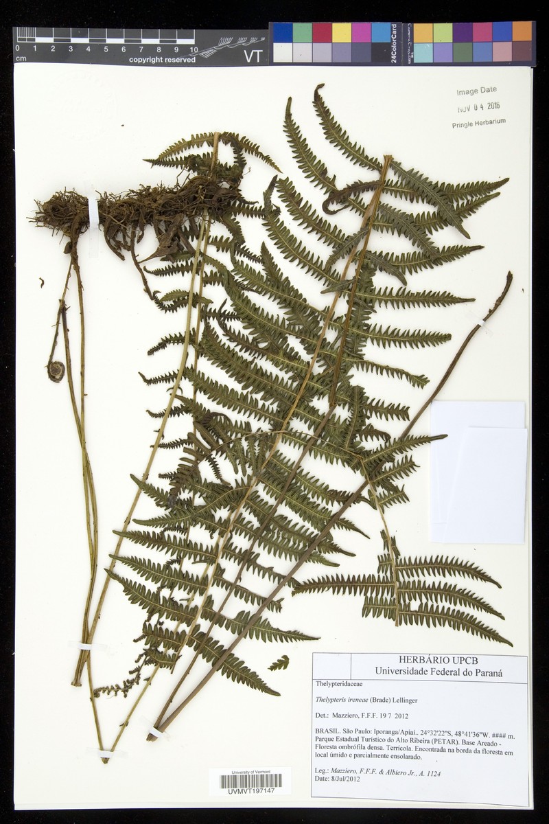 Thelypteris ireneae
