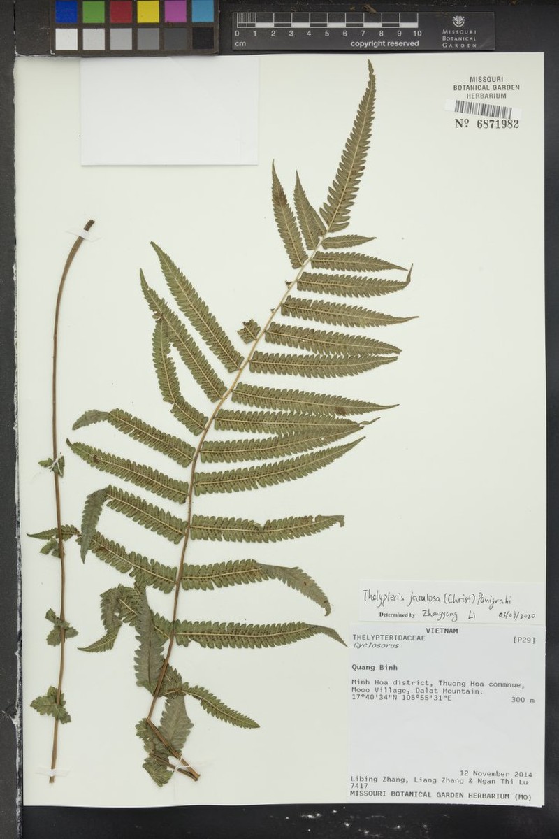Thelypteris jaculosa