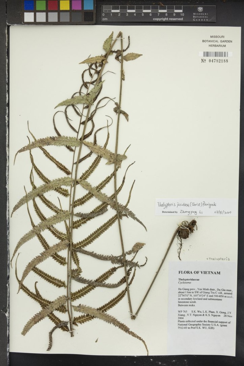 Thelypteris jaculosa photo 2