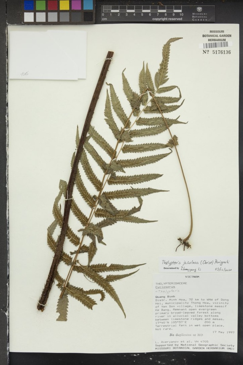 Thelypteris jaculosa photo 3