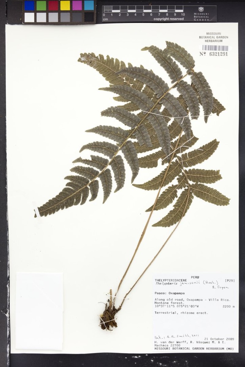Thelypteris jamesonii