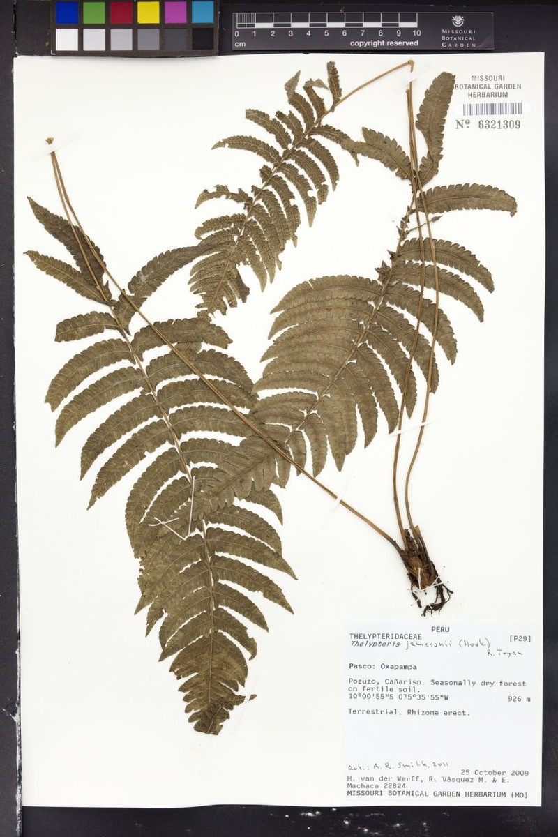 Thelypteris jamesonii photo 2
