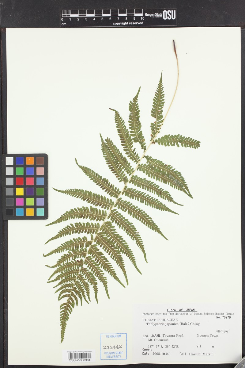 Thelypteris japonica photo 2