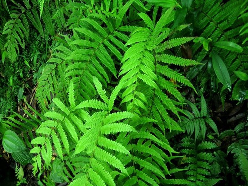 Thelypteris japonica