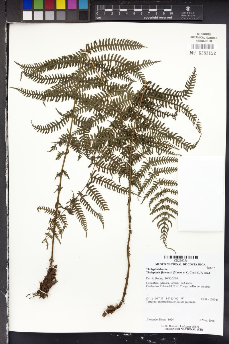 Thelypteris jimenezii