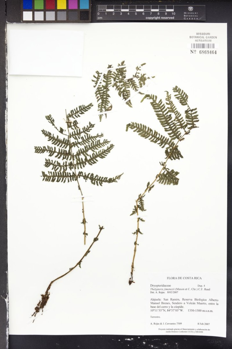 Thelypteris jimenezii photo 2