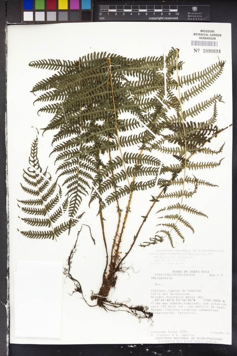 Thelypteris jimenezii photo 3