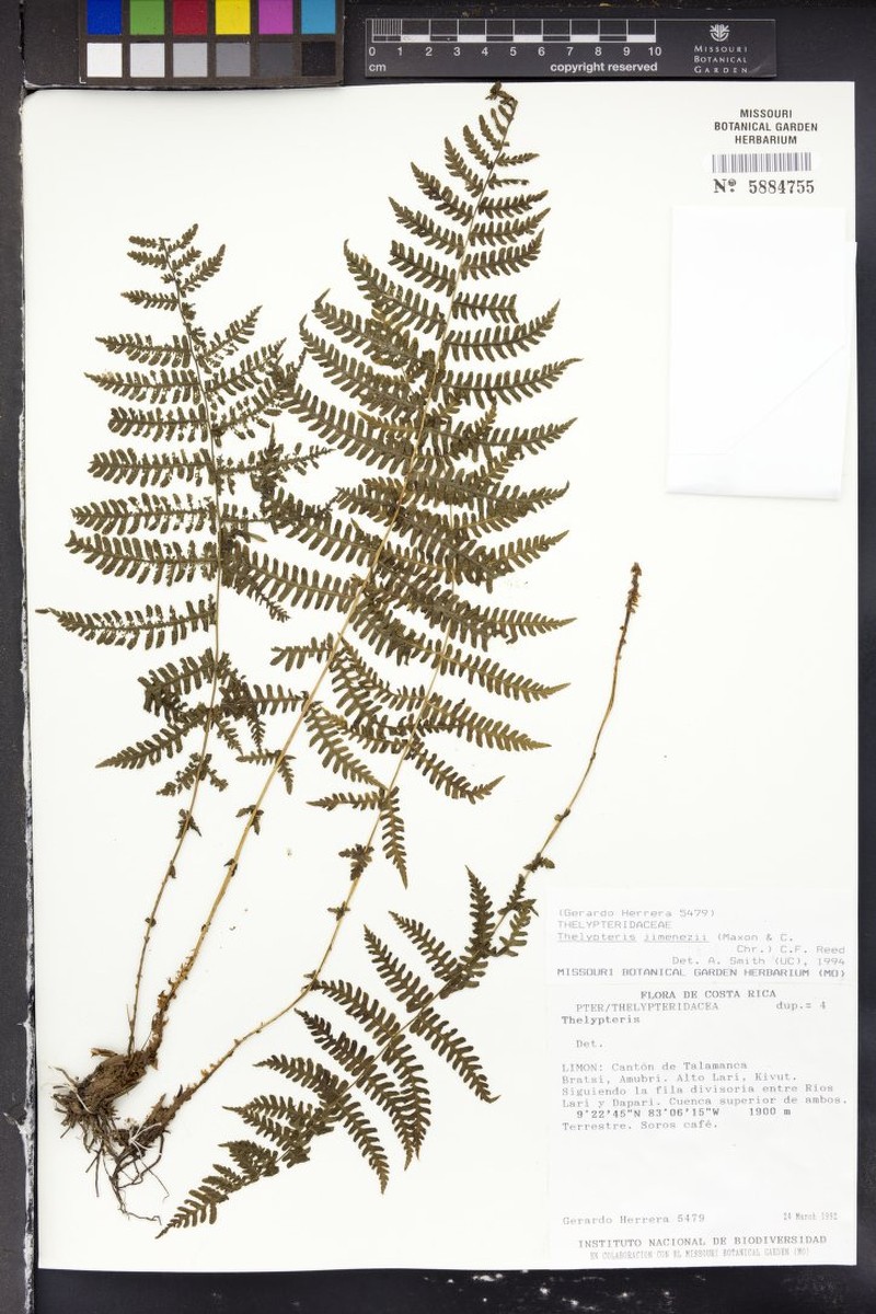Thelypteris jimenezii photo 4