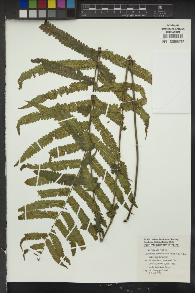 Thelypteris jinfoshanensis