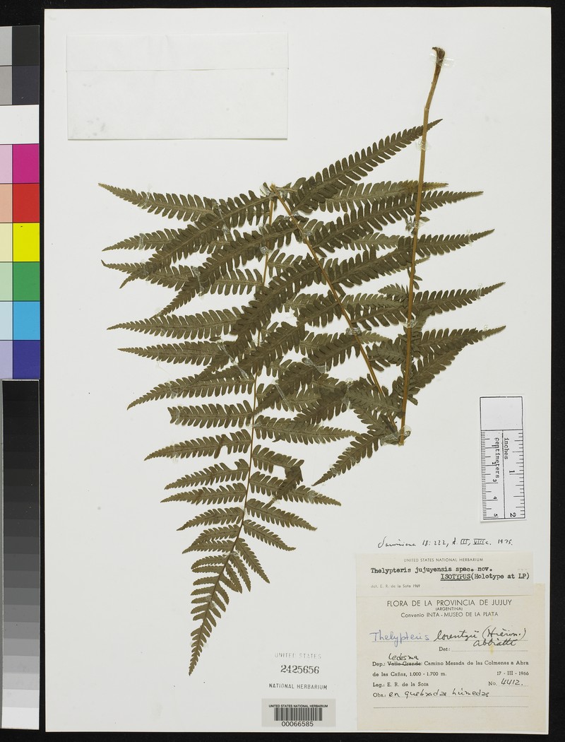 Thelypteris jujuyensis