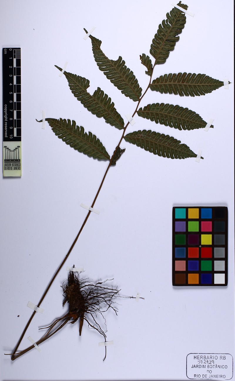 Thelypteris juruensis