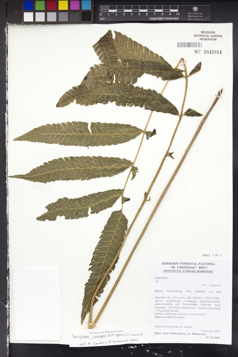 Thelypteris juruensis photo 2